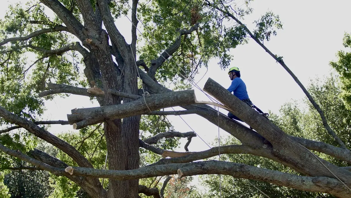 Professional Crown Thinning performed by certified arborists in Hebron