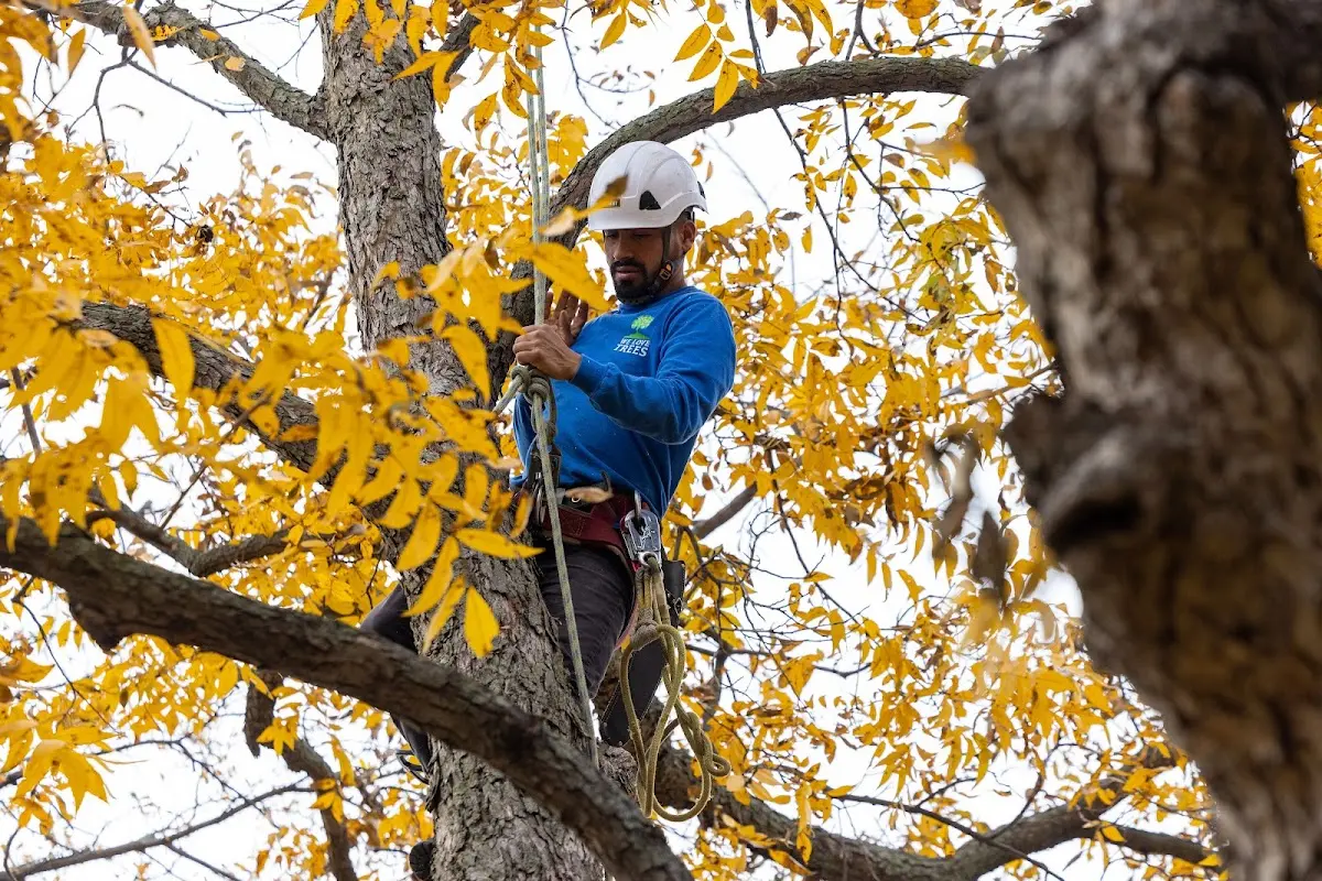 Skilled Tree Planing crew working in Hebron